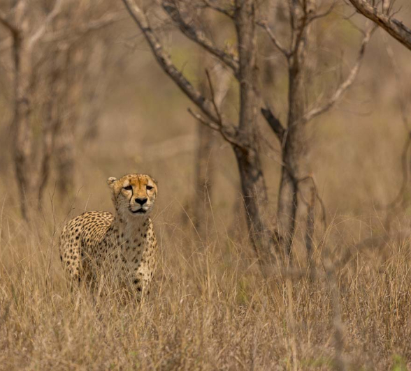22Pravir Patel Cheetah02 22Pravir Patel Cheetah02