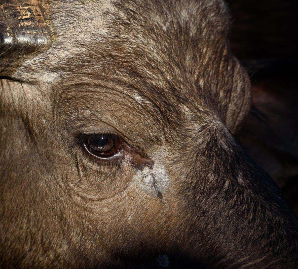 03Mike Palmer Buff Herd 150716 2