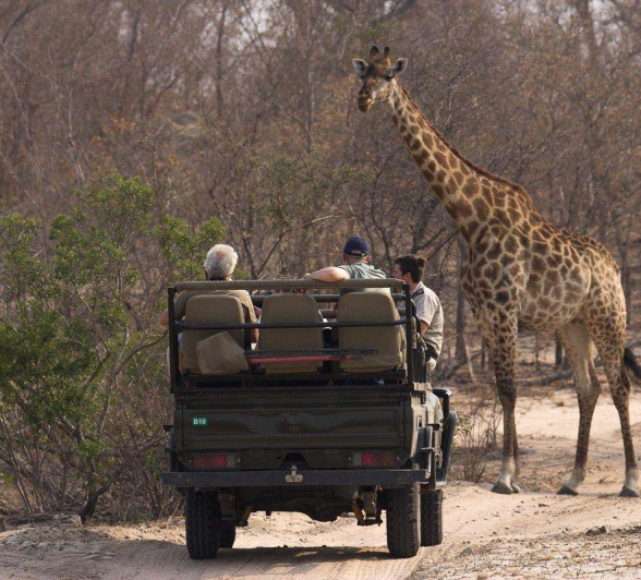 22Franscois Rosslee Giraffe 22Franscois Rosslee Giraffe