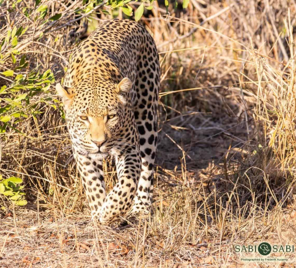 16Frederik Aucamp White Dam Male Leopard 30 10 2018 1 Final 16Frederik Aucamp White Dam Male Leopard 30 10 2018 1 Final