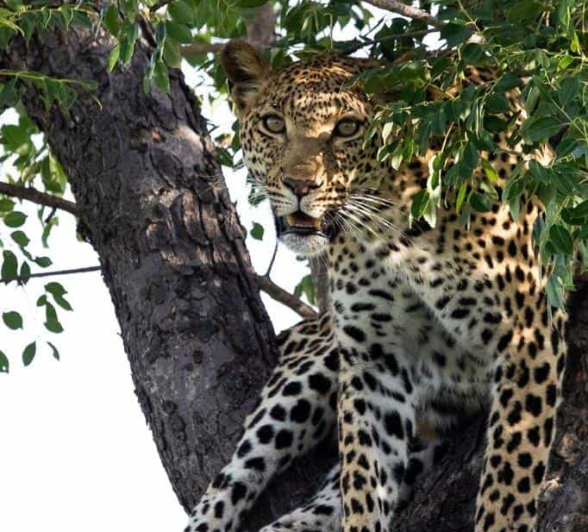 10Kevin Van Der Linde Kigilia 30012020 2 Final 10Kevin Van Der Linde Kigilia 30012020 2 Final