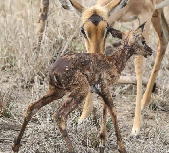 19Ally Ross 20181127 New Born Impala Final 19Ally Ross 20181127 New Born Impala Final