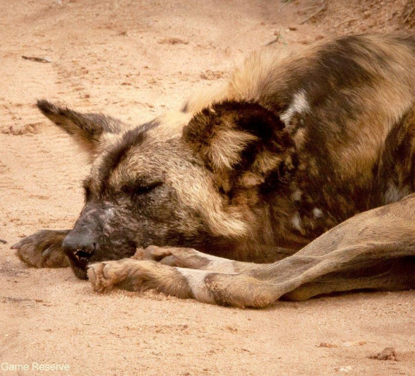 16Ruth Berning Wild Dogs 08022021 2  Edit Final