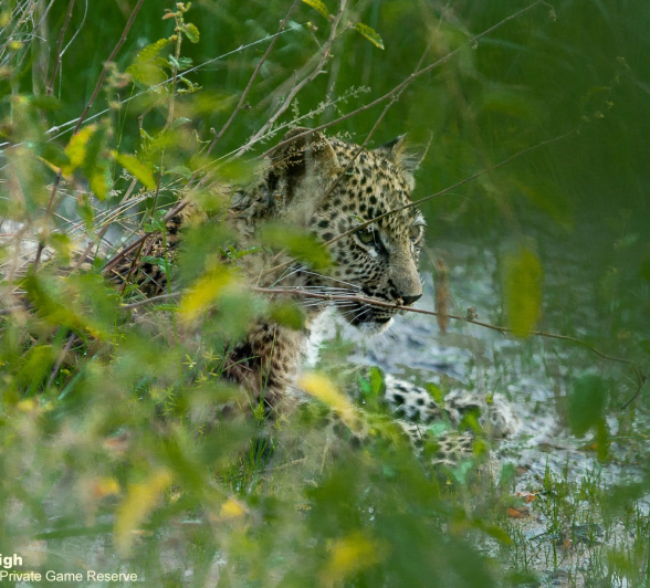 15Amy Leigh Nsumi Cub 1 100321 Final