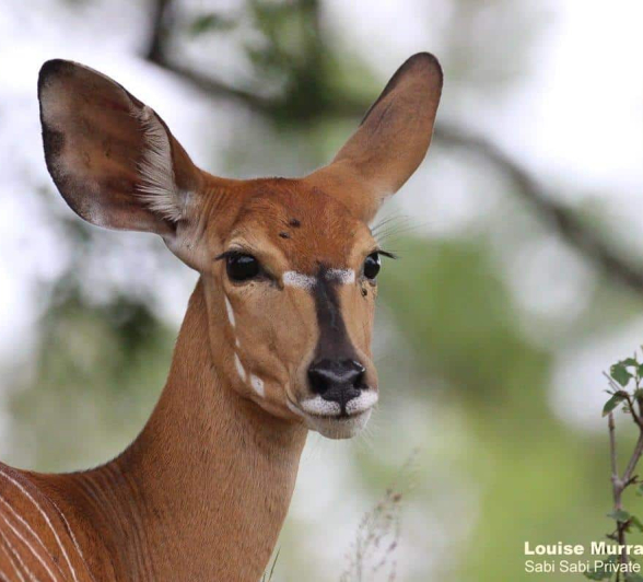 14Louise Murray Nyala 04042020 Final