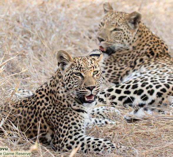 A35andries Leopard.ntsumiandcub 280921 1 Final A35andries Leopard.ntsumiandcub 280921 1 Final