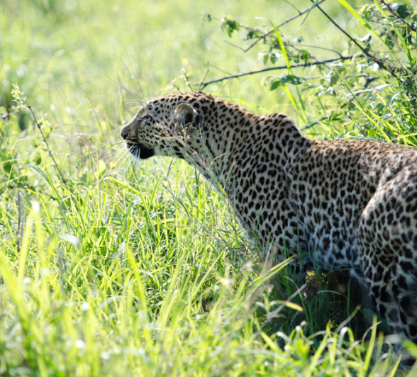 Little Bush Female 4 Little Bush Female 4