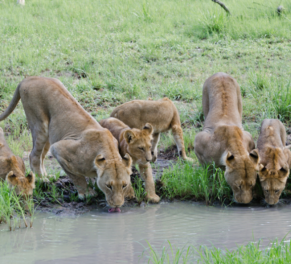 Lion Cubs Drinking At Waterhole
