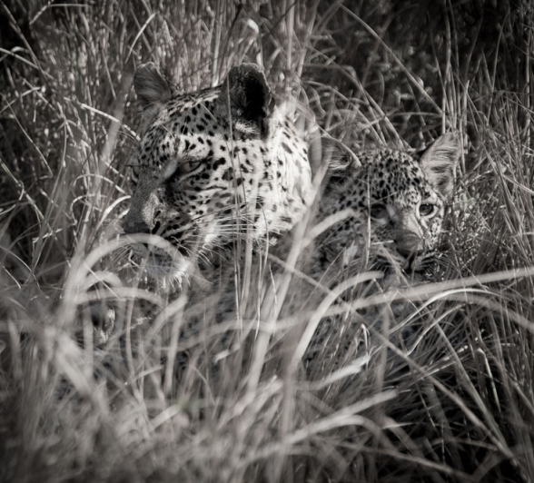 LB And Cub 1 Pravir LB And Cub 1 Pravir