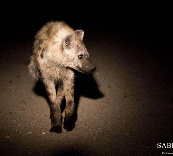 13Sheldon Hooper Hyena 3 Final 13Sheldon Hooper Hyena 3 Final