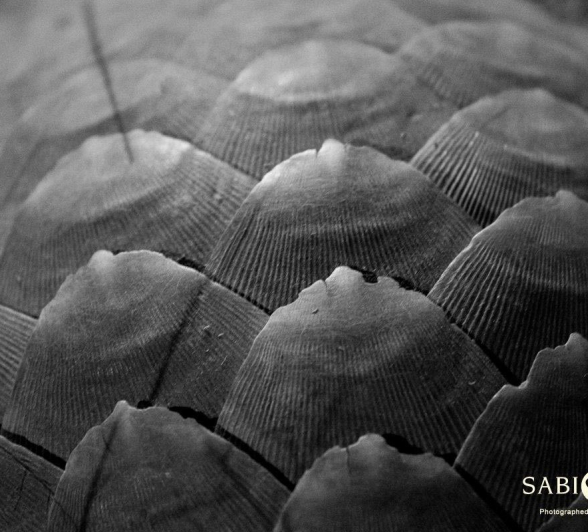 09Kyle 23 July Pangolin Final 09Kyle 23 July Pangolin Final
