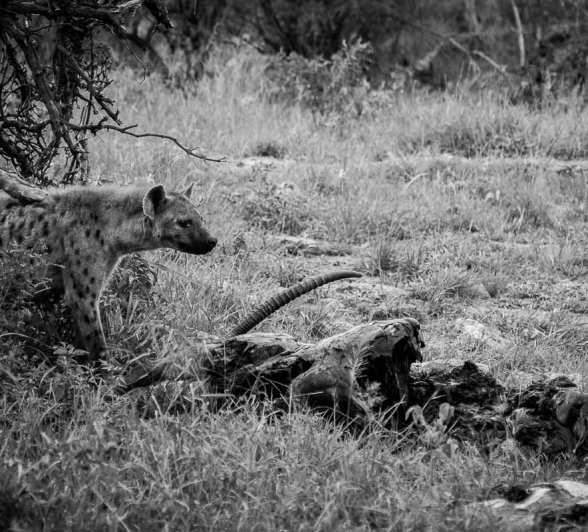 16 Kevan Dobbie Hyena Waterbuck 040118 16 Kevan Dobbie Hyena Waterbuck 040118