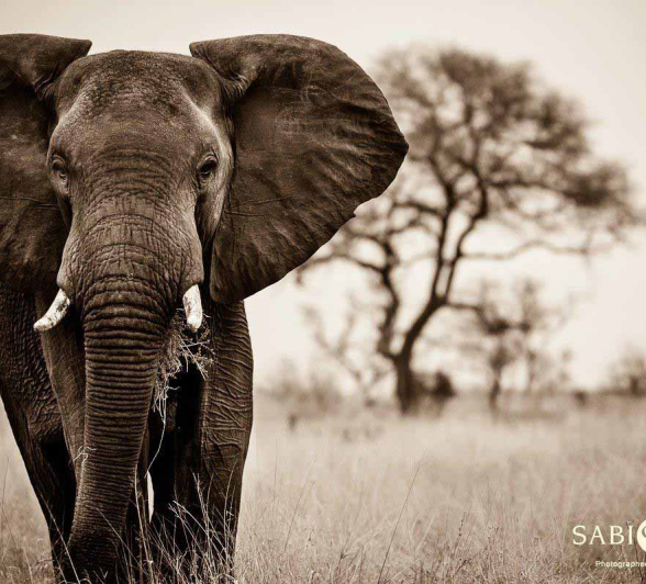 14Terry Ennever Elephant Sepia Final