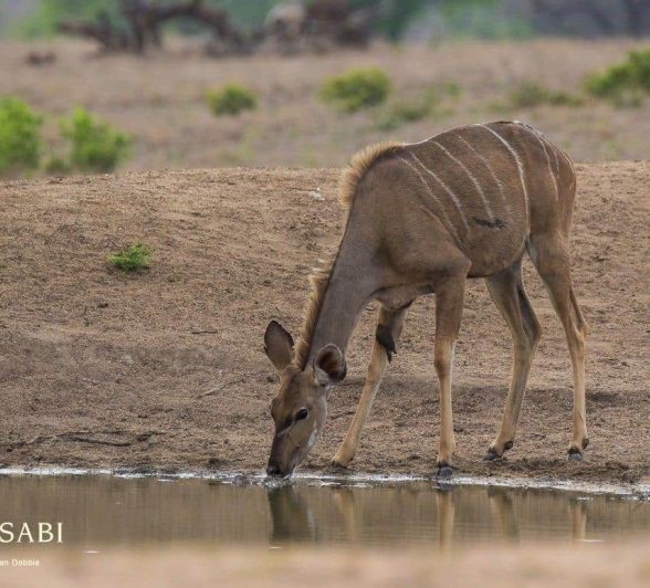 23Kevan Dobbie Kudu 291118 Final 23Kevan Dobbie Kudu 291118 Final