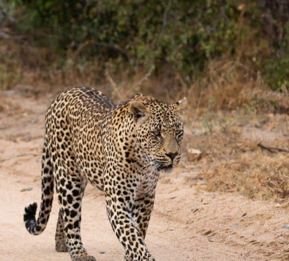 27Louise Murray Nweti 09062019 1 Final 27Louise Murray Nweti 09062019 1 Final