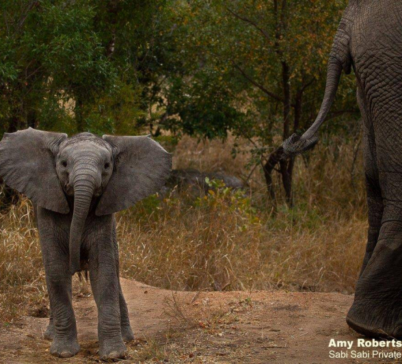 30Amy Roberts Baby Elephant 1 090720 Final