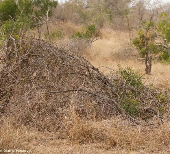 14Amy Leigh Dead Tree Bush Packing Final 14Amy Leigh Dead Tree Bush Packing Final