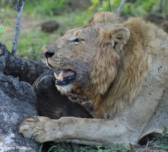 37Marco Vietti Nwaswishaka 1 011120 Final