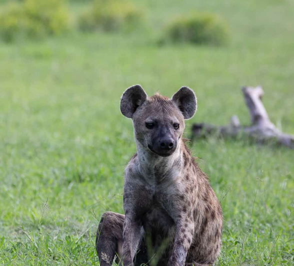 52 Louise Murray Hyena 27122020 2 52 Louise Murray Hyena 27122020 2