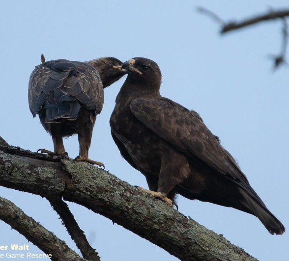 26Tyron Van Der Walt Wahlbergs Eagle 041020 1 Final