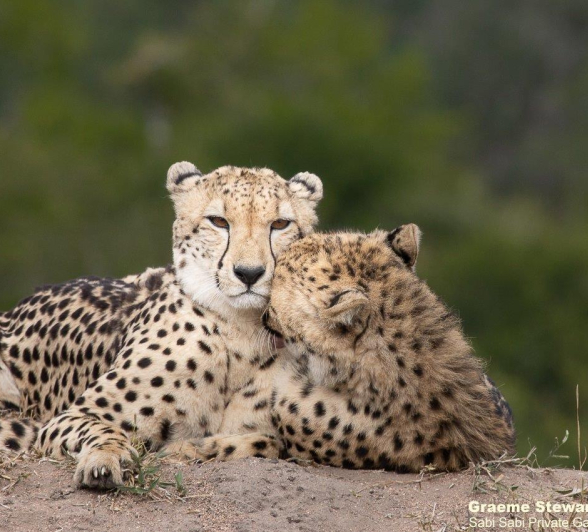 32Graeme Stewart Cheetah 090521 Final