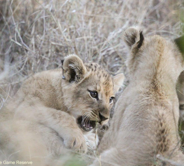 05Erin Herbst Styx Cubs 2 220521 Final