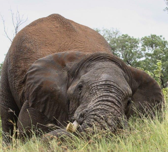 A10Erin Herbst Elephant 3 060222 Final A10Erin Herbst Elephant 3 060222 Final