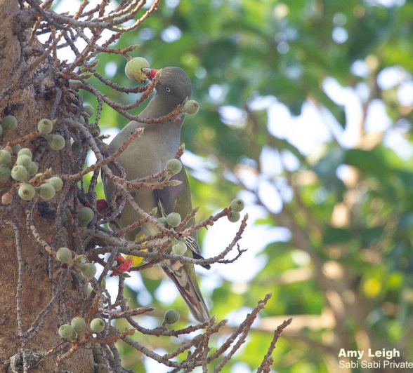 B04Amy Leigh African Green Pigeon In Fig 1 051121 Final B04Amy Leigh African Green Pigeon In Fig 1 051121 Final