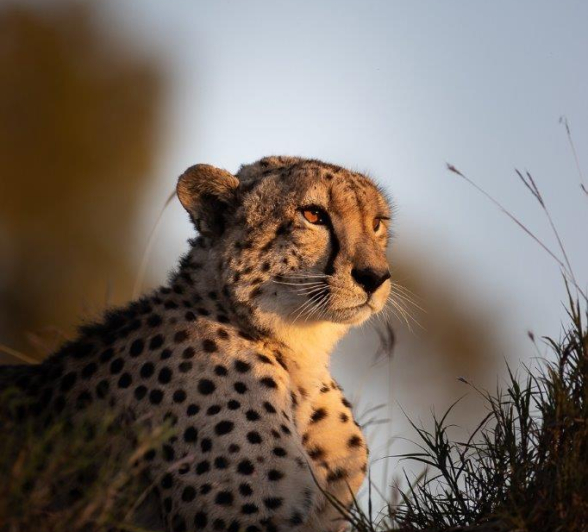 A09Graeme Stewart Female Cheetah 040622 Final