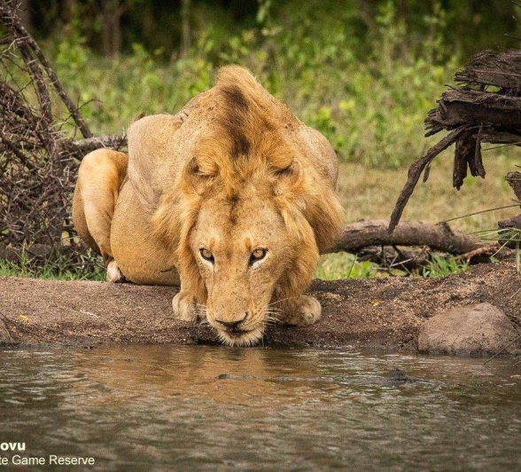 11andries Lion.nwas 031120 2 Final 11andries Lion.nwas 031120 2 Final