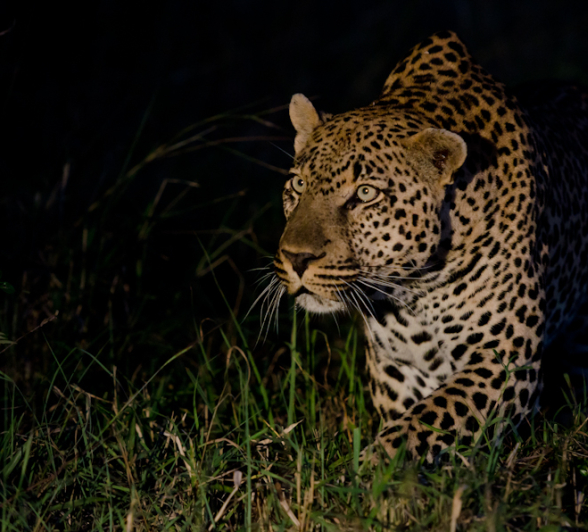 Leopard Fight 3 Leopard Fight 3