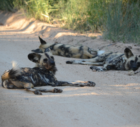 Dogs Sleeping Dogs Sleeping