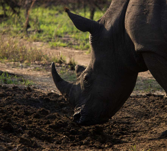 06Sheldon Hooper Nashorn 3