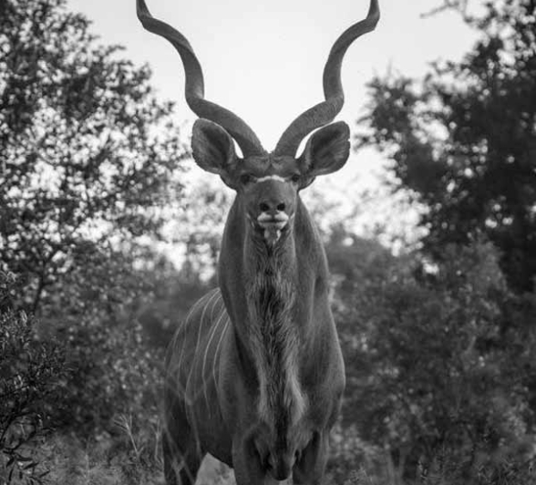 28Kyle 24 Apr Male Kudu Final 28Kyle 24 Apr Male Kudu Final