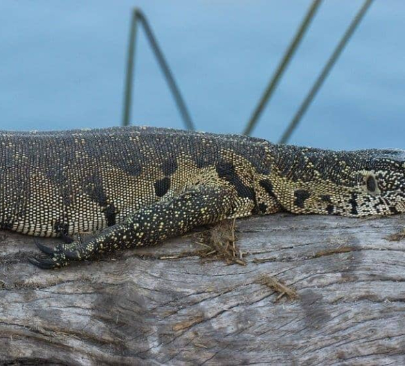 26Louise Murray Monitor Lizzard 27072018 Final 26Louise Murray Monitor Lizzard 27072018 Final