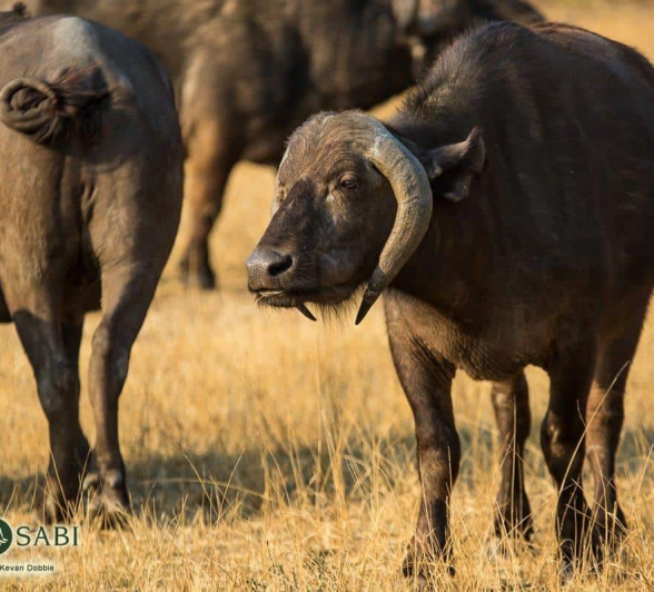 8 Kevan Dobbie Buffalo 190818 2 Final