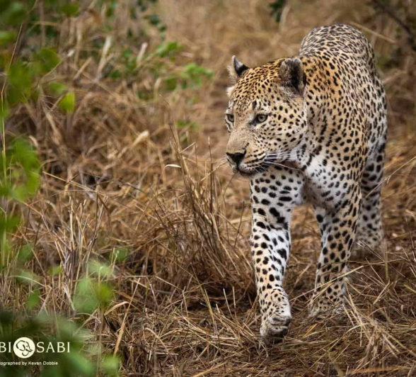 37 Kevan Dobbie Max 190818 4 Final