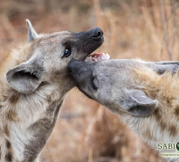 09Kevin Van Der Linde Hyena 2992018 5 Final 09Kevin Van Der Linde Hyena 2992018 5 Final