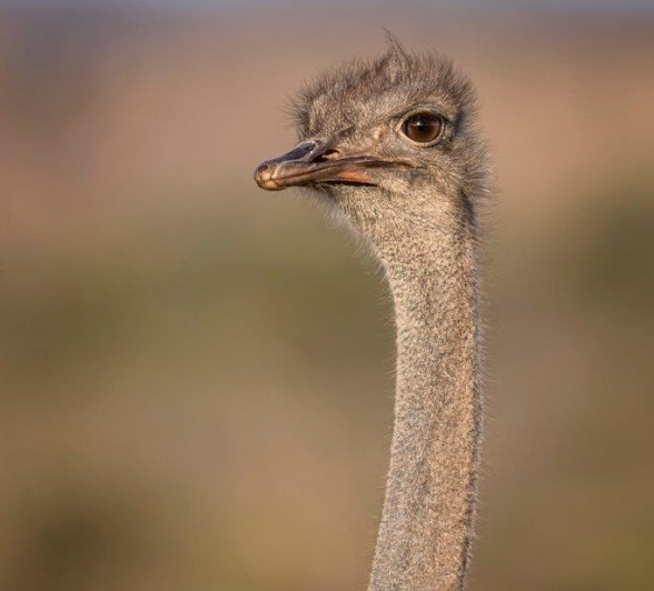 02Francois Malan Ostrich 20181008 1 Of 4 Final 02Francois Malan Ostrich 20181008 1 Of 4 Final