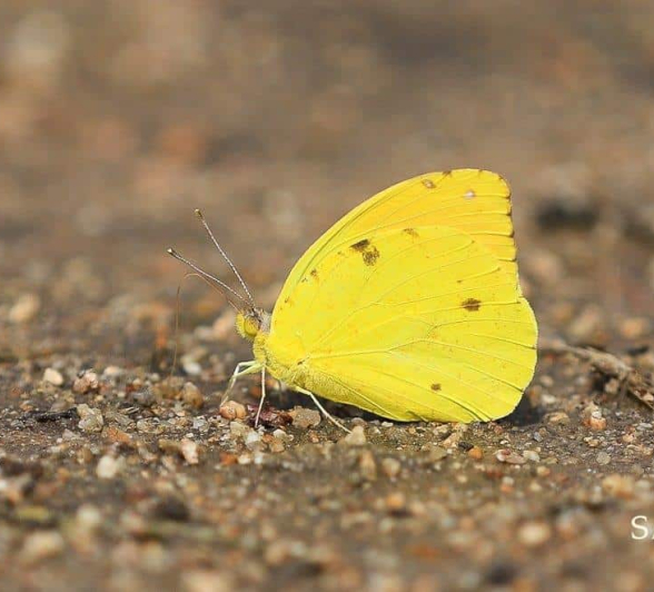 02Ally Ross 20190225 Butterfly 09 Autumn Leaf Vagrant Final 02Ally Ross 20190225 Butterfly 09 Autumn Leaf Vagrant Final