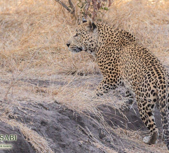 37Frederik Aucamp Max Male Leopard 15 07 2019 Final 37Frederik Aucamp Max Male Leopard 15 07 2019 Final