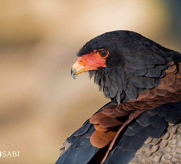 12D Birds Bateleur Birds 13 Final 12D Birds Bateleur Birds 13 Final