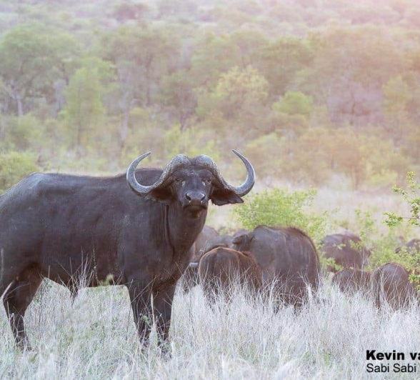 35Kevin Van Der Linde Buffalo 30112019 2 Final 35Kevin Van Der Linde Buffalo 30112019 2 Final