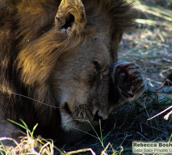 23Rebecca Boshoff Lion Kill 8 1 Of 1 Final 23Rebecca Boshoff Lion Kill 8 1 Of 1 Final