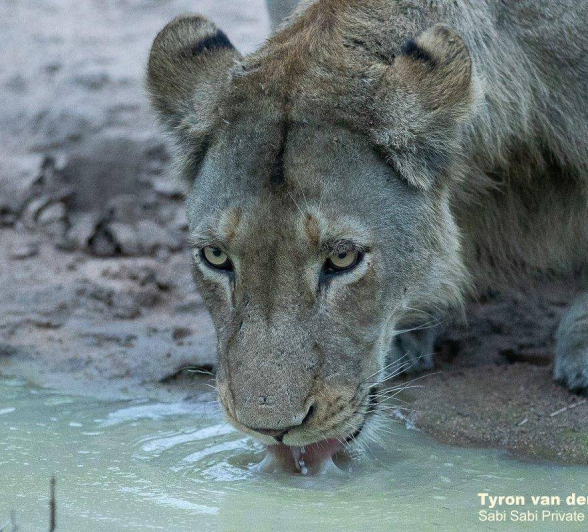 22Tyron Van Der Walt Sand River Male 280420 4 Final