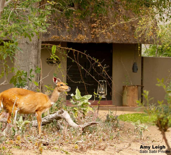 05Amy Leigh Bushbuck In Selati 1 170920 Edit Final 05Amy Leigh Bushbuck In Selati 1 170920 Edit Final