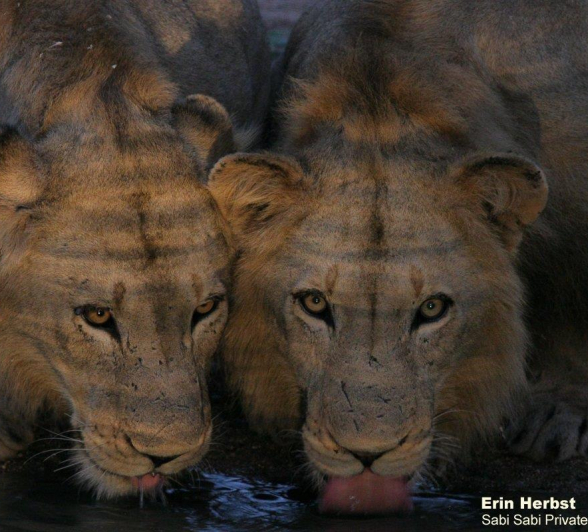 16Erin Herbst Plains Male Lions 1 250321 Final 16Erin Herbst Plains Male Lions 1 250321 Final