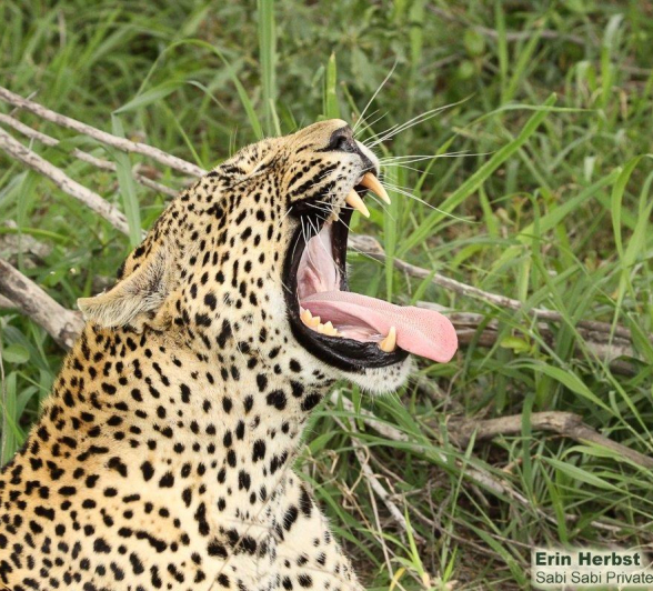 A30Erin Herbst Nweti 141221 Final A30Erin Herbst Nweti 141221 Final