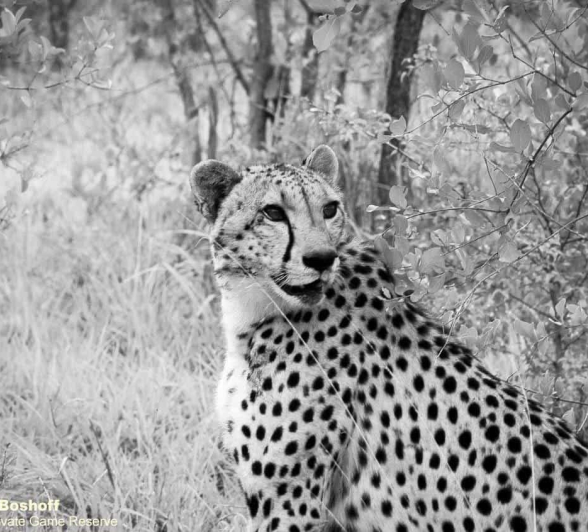 23Rebecca Boshoff Cheetah 2 17.12.2020 Bw Final 23Rebecca Boshoff Cheetah 2 17.12.2020 Bw Final