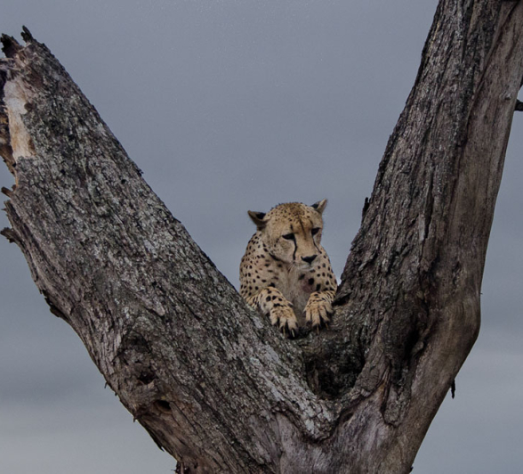 Cheetah Lock Steve Cheetah Lock Steve